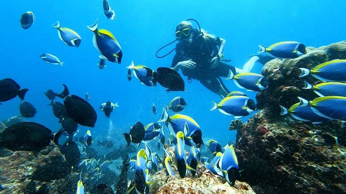 Coral reefs