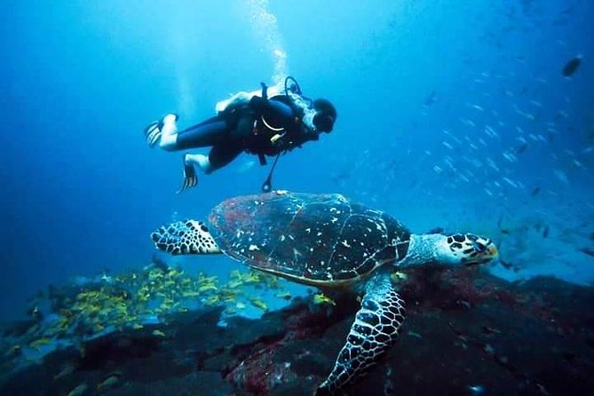 Diving & Snorkelling